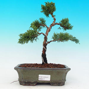 Venkovní bonsai - Jalovec čínský VB30417