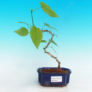 Pokojová bonsai - malokvětý ibišek PB216417