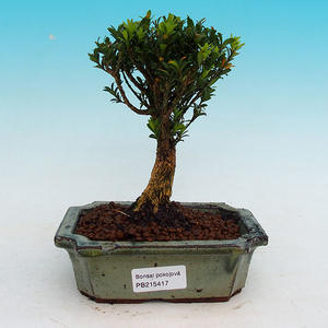 Pokojová bonsai korkový buxus PB215417