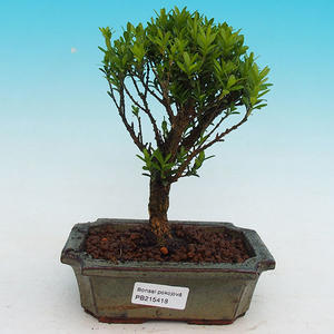Pokojová bonsai Hvězdice lavandulová PB213418