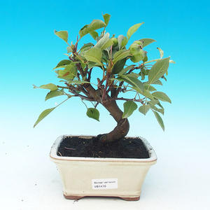 Venkovní bonsai - Jalovec čínský VB30419
