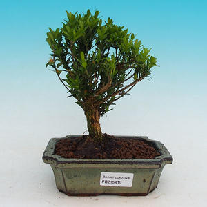 Pokojová bonsai Hvězdice lavandulová PB213419