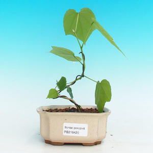 Pokojová bonsai - malokvětý ibišek PB216420