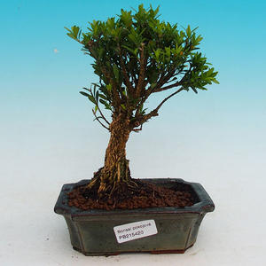 Pokojová bonsai korkový buxus PB215420