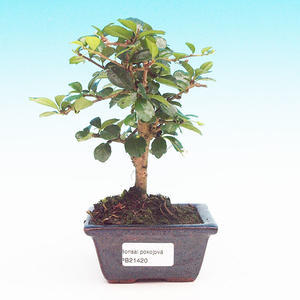Pokojová bonsai Hvězdice lavandulová PB213420