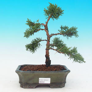 Venkovní bonsai - Jalovec čínský VB30421