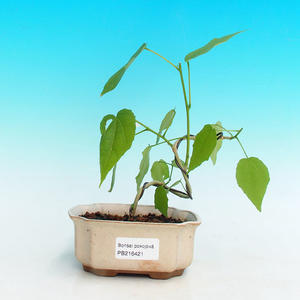 Pokojová bonsai - malokvětý ibišek PB216421