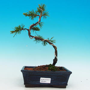 Venkovní bonsai -Cedr libanonský zelený VB14241