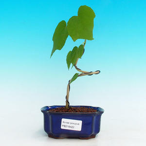 Pokojová bonsai - malokvětý ibišek PB216422
