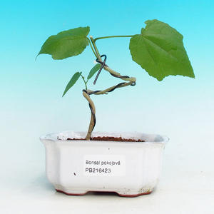 Pokojová bonsai - malokvětý ibišek PB216423