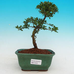 Pokojová bonsai - CesmínaPB215423