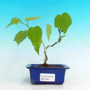 Pokojová bonsai - malokvětý ibišek PB216424