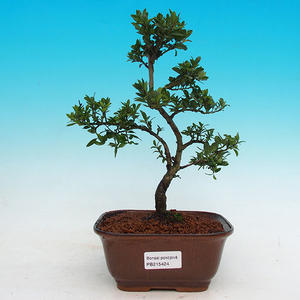 Pokojová bonsai - CesmínaPB215424