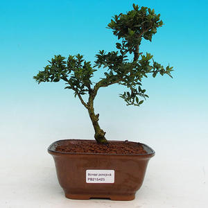 Pokojová bonsai - CesmínaPB215425