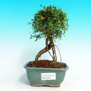 Pokojová bonsai -Malolistý jilm - P216426