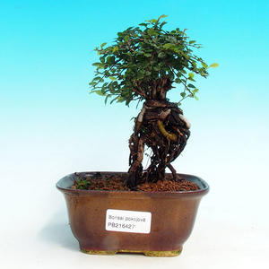 Pokojová bonsai -Malolistý jilm - P216427
