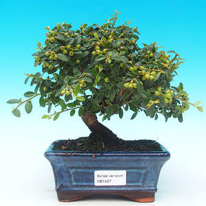 Pokojová bonsai - CesmínaPB215427