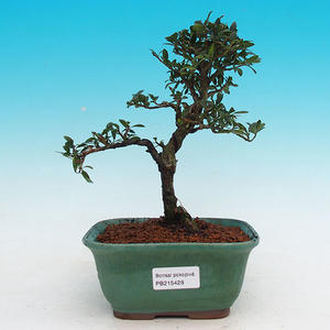 Pokojová bonsai - CesmínaPB215428