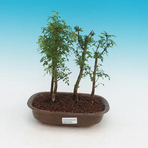 Pokojová bonsai - Fraxinus uhdeii - pokojový Jasan - lesík