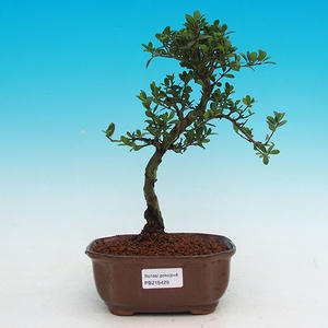Pokojová bonsai - CesmínaPB215429