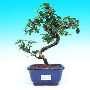 Pokojová bonsai - Carmona macrophylla PB215431