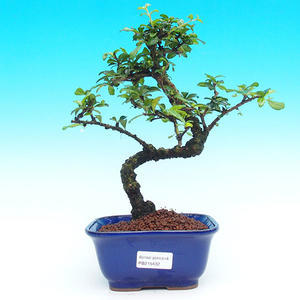 Pokojová bonsai - Carmona macrophylla PB215432