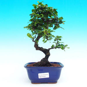 Pokojová bonsai - Carmona macrophylla PB215433