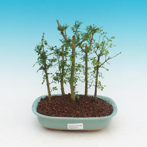 Pokojová bonsai - Fraxinus uhdeii - pokojový Jasan - lesík