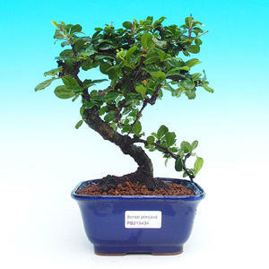 Pokojová bonsai - Carmona macrophylla PB215434