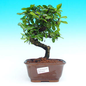 Pokojová bonsai - Carmona macrophylla PB215435