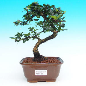 Pokojová bonsai - Carmona macrophylla PB215436