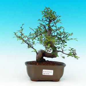 Pokojová bonsai-Malolistý jilm P216438