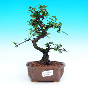 Pokojová bonsai - Carmona macrophylla PB215438