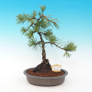 Pokojová bonsai-Malolistý jilm P216440