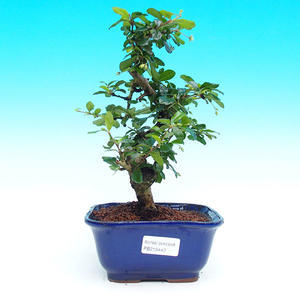 Pokojová bonsai - Carmona macrophylla PB215440