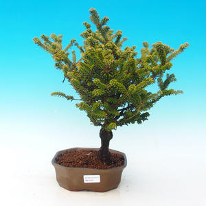 Pokojová bonsai-Malolistý jilm P216441