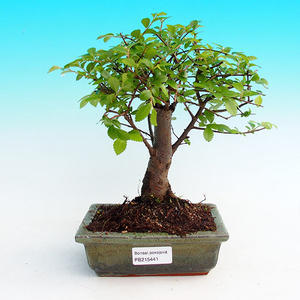 Pokojová bonsai -Malolistý jilm - P215441