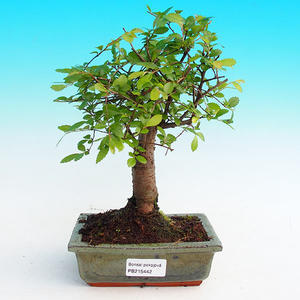 Pokojová bonsai -Malolistý jilm - P215442