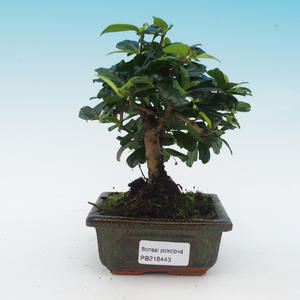 Pokojová bonsai-Malolistý jilm P216443