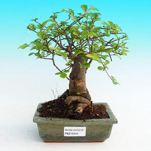 Pokojová bonsai -Malolistý jilm - P215443