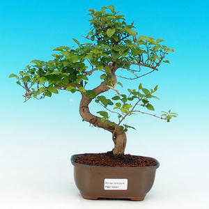 Pokojová bonsai -Ligustrum chinensis - Ptačí zob PB216444