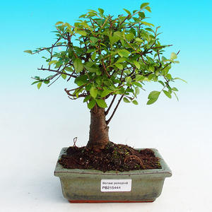 Pokojová bonsai -Malolistý jilm - P215444