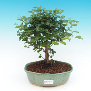 Pokojová bonsai - Sagerecie Thea - Sagerécie čajová