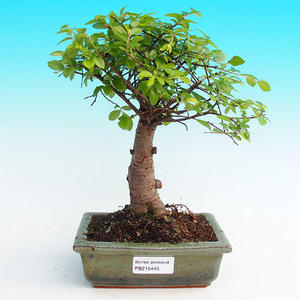 Pokojová bonsai -Malolistý jilm - P215445