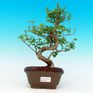 Pokojová bonsai -Ligustrum chinensis - Ptačí zob PB216446