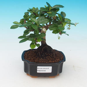 Pokojová bonsai -Malolistý jilm - P215446