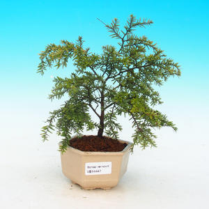 Pokojová bonsai -Ligustrum chinensis - Ptačí zob PB216447
