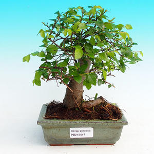 Pokojová bonsai -Malolistý jilm - P215447