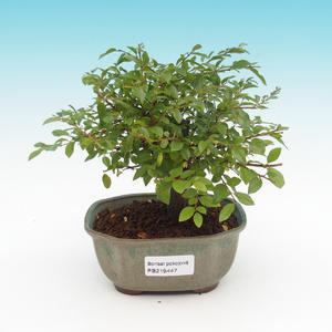 Pokojová bonsai - Sagerecie Thea - Sagerécie čajová