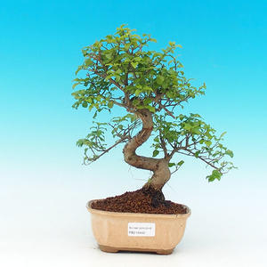 Pokojová bonsai -Ligustrum chinensis - Ptačí zob PB216448